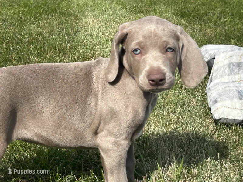 Ryder – Weimaraner puppy for sale in Spencer, IA