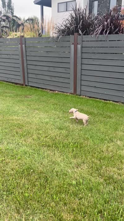 Ryder, a male Weimaraner for sale in Spencer, IA – 5 of 5