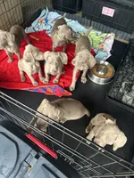 Ryder, a male Weimaraner for sale in Spencer, IA – 4 of 5