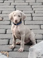 Kazi, a male Weimaraner for sale in Spencer, IA – 1 of 6