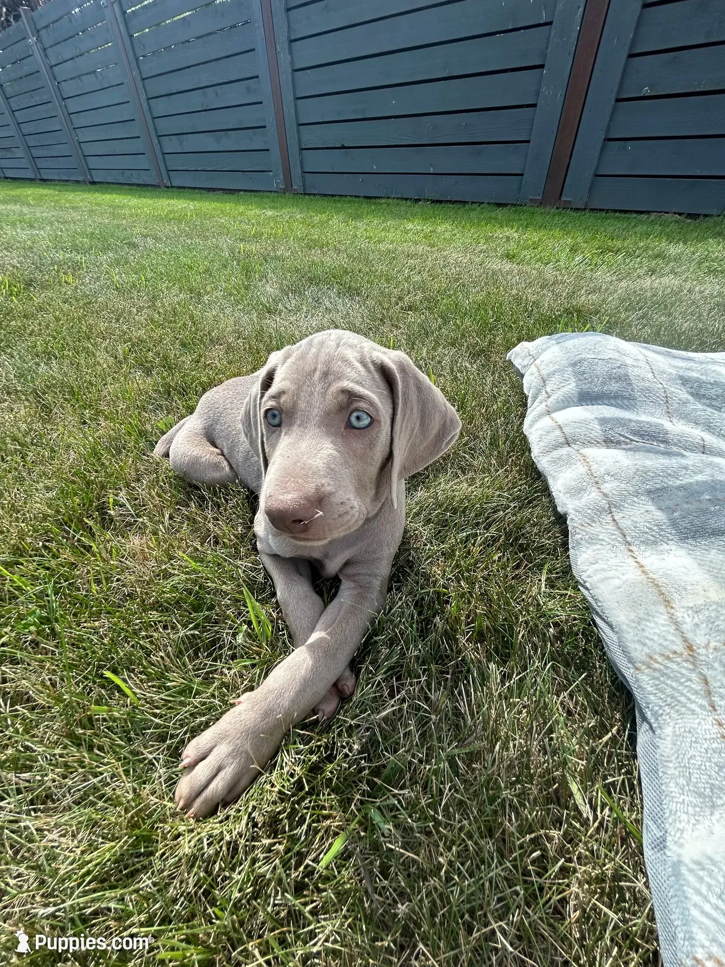 Ryder, a male Weimaraner for sale in Spencer, IA – 3 of 5