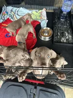 Maca, a female Weimaraner for sale in Spencer, IA – 4 of 5