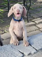 Kazi, a male Weimaraner for sale in Spencer, IA – 6 of 6