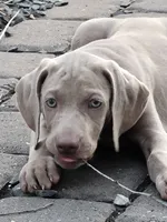 Kazi, a male Weimaraner for sale in Spencer, IA – 5 of 6