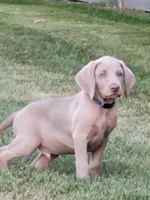 Kazi, a male Weimaraner for sale in Spencer, IA – 2 of 6