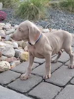 Kazi, a male Weimaraner for sale in Spencer, IA – 3 of 6