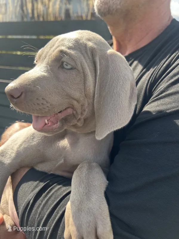 Maca – Weimaraner puppy for sale in Spencer, IA