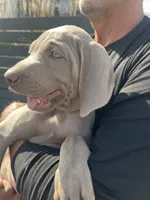 Maca, a female Weimaraner for sale in Spencer, IA – 1 of 5