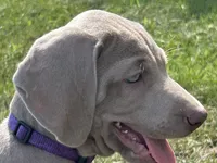 Maca, a female Weimaraner for sale in Spencer, IA – 2 of 5
