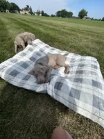 Ryder, a male Weimaraner for sale in Spencer, IA – 2 of 5