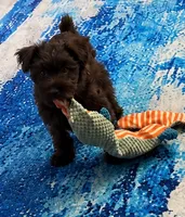 Zoey, a female Miniature Schnauzer for sale in Rome, GA – 2 of 2