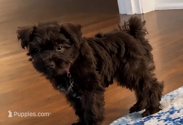 Zoey – Miniature Schnauzer puppy for sale in Rome, GA