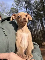 Layla, a female Dachshund and Chihuahua for sale in Atlanta, GA – Photo 8 of 9