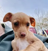 Layla, a female Dachshund and Chihuahua for sale in Atlanta, GA – Photo 4 of 9