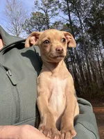 Layla, a female Dachshund and Chihuahua for sale in Atlanta, GA – Photo 7 of 9