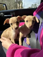 Layla, a female Dachshund and Chihuahua for sale in Atlanta, GA – Photo 2 of 9