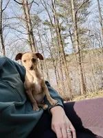 Layla, a female Dachshund and Chihuahua for sale in Atlanta, GA – Photo 9 of 9