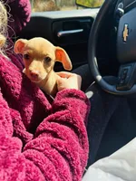 Layla, a female Dachshund and Chihuahua for sale in Atlanta, GA – Photo 3 of 9