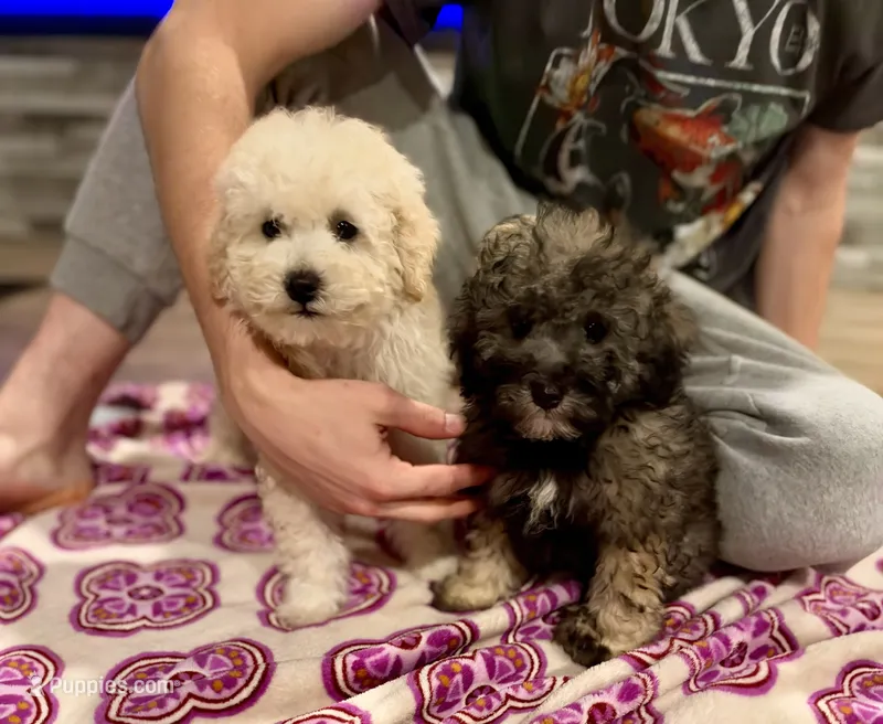Teddy – Poodle - Miniature  puppy for sale in Atlanta, GA
