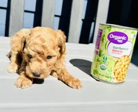 Bella, a female Poodle - Toy  for sale in Atlanta, GA – 3 of 10
