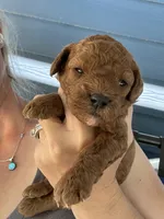 Mia, a female Poodle - Miniature  for sale in Atlanta, GA – 2 of 4