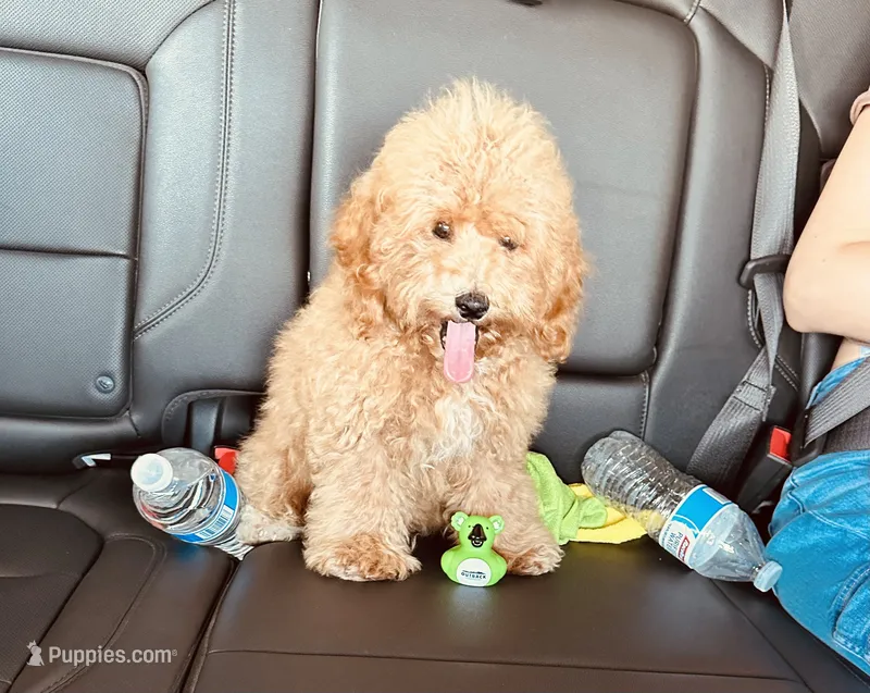 Bently – Poodle - Toy  puppy for sale in Atlanta, GA