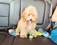 Bently, a male Poodle - Toy  for sale in Atlanta, GA – 1 of 10