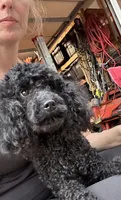AKC - Onyx, a female Poodle - Miniature  for sale in Atlanta, GA – 4 of 7