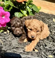 Co Co, a male Poodle - Toy  for sale in Atlanta, GA – 8 of 10