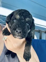 Axel, a male Poodle - Miniature  for sale in Atlanta, GA – 5 of 9