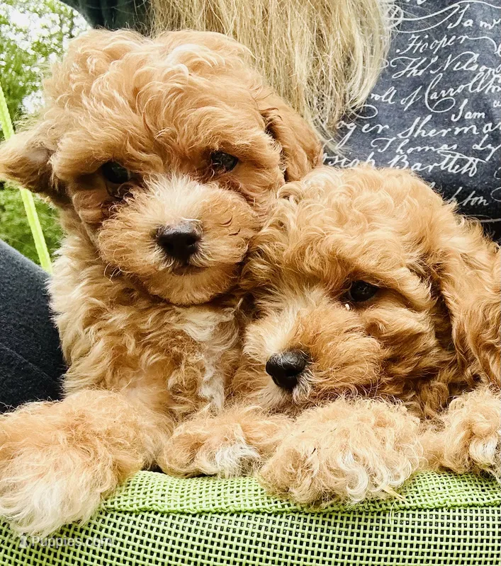 Bently – Poodle - Toy  puppy for sale in Atlanta, GA