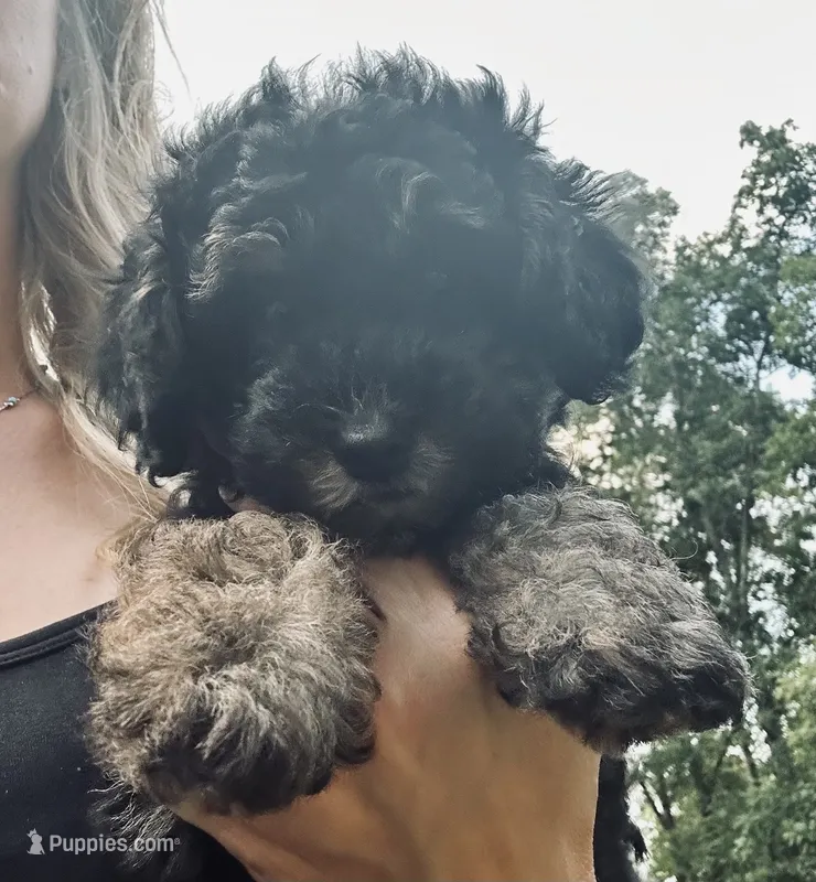 Axel – Poodle - Miniature  puppy for sale in Atlanta, GA