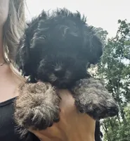 Axel, a male Poodle - Miniature  for sale in Atlanta, GA – 1 of 7