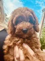 Mia, a female Poodle - Toy  for sale in Atlanta, GA – 5 of 10