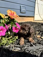 Maverick , a male Poodle - Toy  for sale in Atlanta, GA – 5 of 10