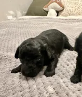 Mandy, a female Poodle - Toy  for sale in Atlanta, GA – 7 of 10