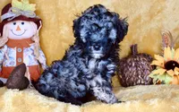 Bentley , a male Poodle - Toy  for sale in Atlanta, GA – 2 of 3