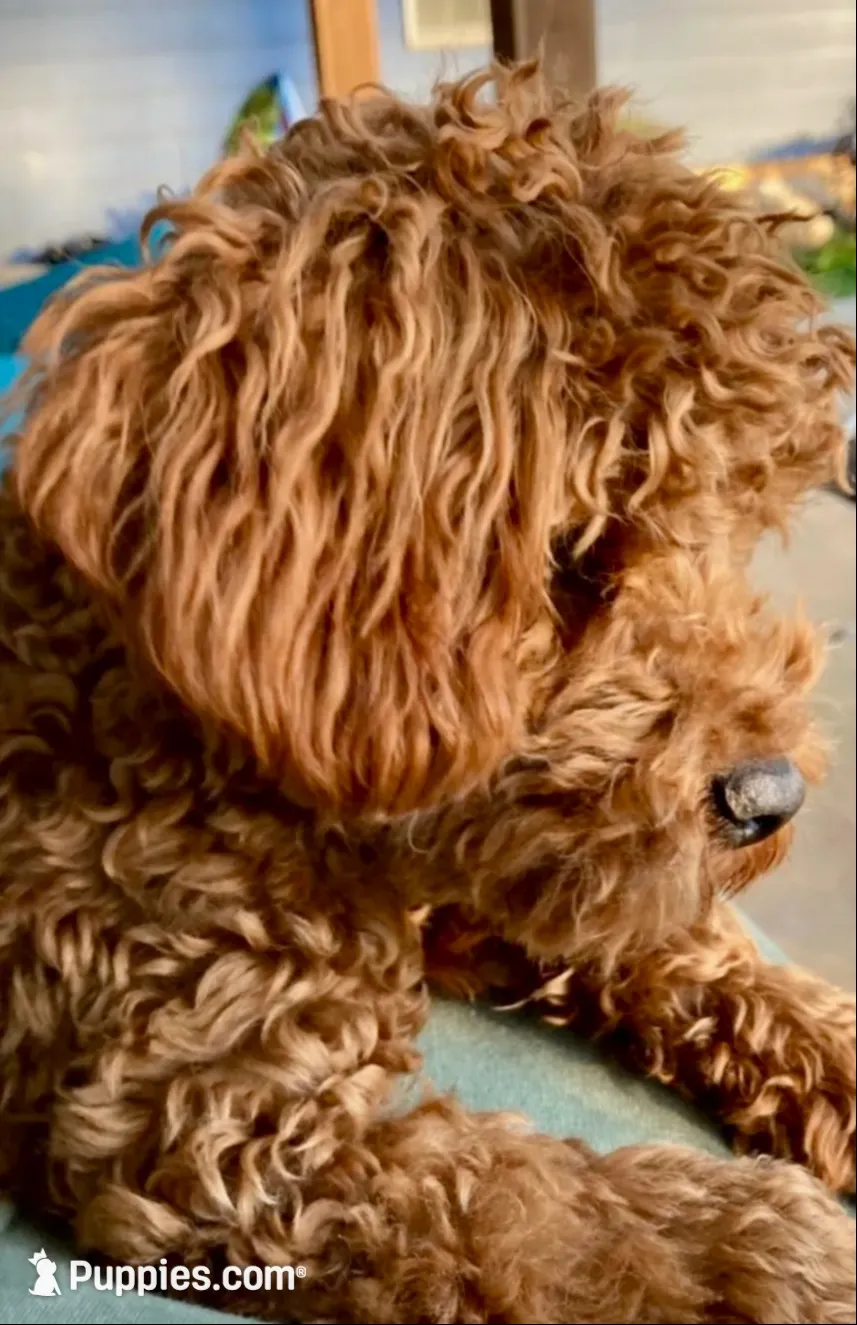 Teddy, a male Poodle - Toy  for sale in Atlanta, GA – 4 of 4