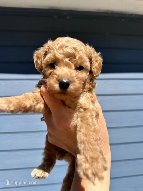 Bella – Poodle - Toy  puppy for sale in Atlanta, GA