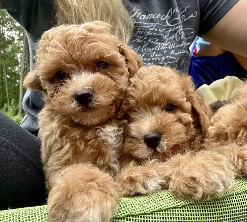 Bella – Poodle - Toy  puppy for sale in Atlanta, GA