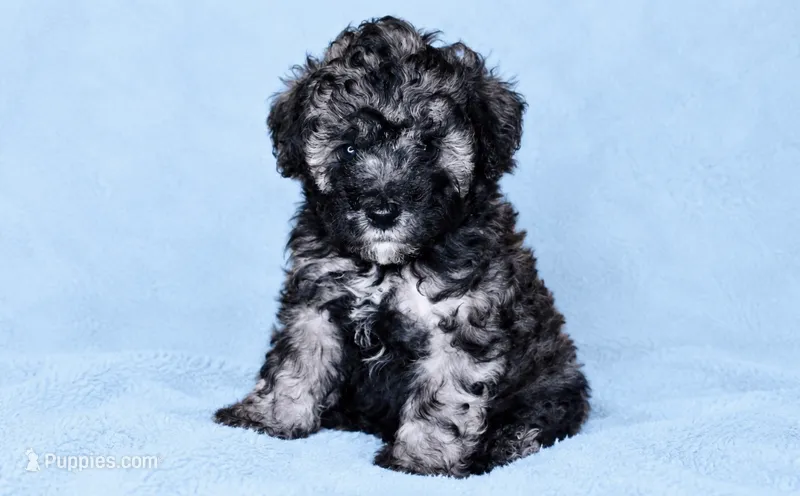 Baby boy  – Poodle - Toy  puppy for sale in Atlanta, GA