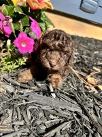 Maverick , a male Poodle - Toy  for sale in Atlanta, GA – 6 of 10