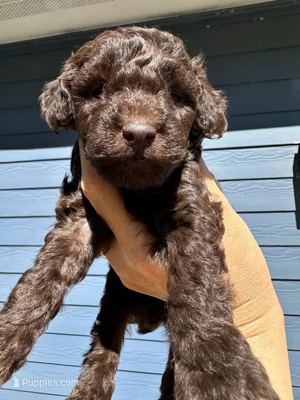 Co Co – Poodle - Toy  puppy for sale in Atlanta, GA