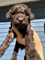 Co Co, a male Poodle - Toy  for sale in Atlanta, GA – 1 of 10