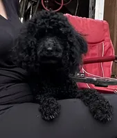 AKC - Onyx, a female Poodle - Miniature  for sale in Atlanta, GA – 5 of 7