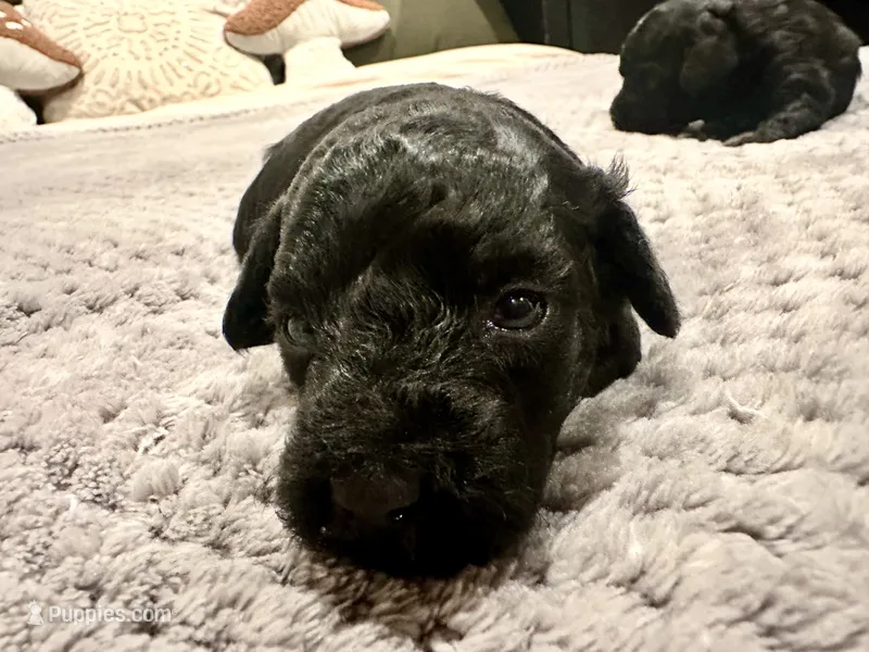 Mandy – Poodle - Toy  puppy for sale in Atlanta, GA