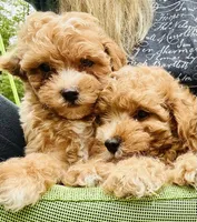 Bella, a female Poodle - Toy  for sale in Atlanta, GA – 6 of 10
