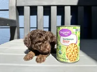 Maverick , a male Poodle - Toy  for sale in Atlanta, GA – 10 of 10