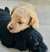 Axel, a male Poodle - Miniature  for sale in Atlanta, GA – 7 of 9