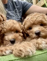 Teddy, a male Poodle - Toy  for sale in Atlanta, GA – 4 of 10